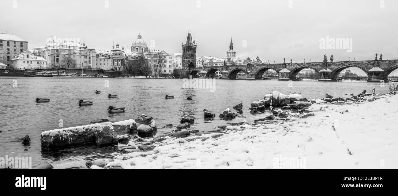 Ponte Carlo e fiume Moldava in inverno. Anatre in acqua fredda. Praga, Repubblica Ceca. Immagine in bianco e nero. Immagine in bianco e nero. Foto Stock