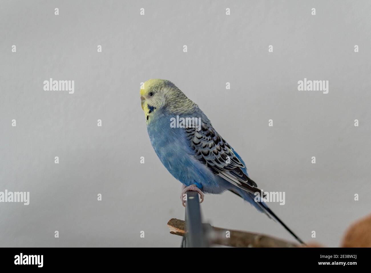 Coppia di amici in blu sulla gabbia Foto Stock