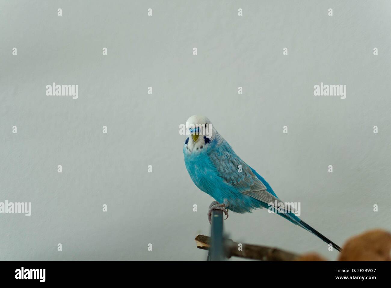 budgie blu maschio solo sul ramo Foto Stock