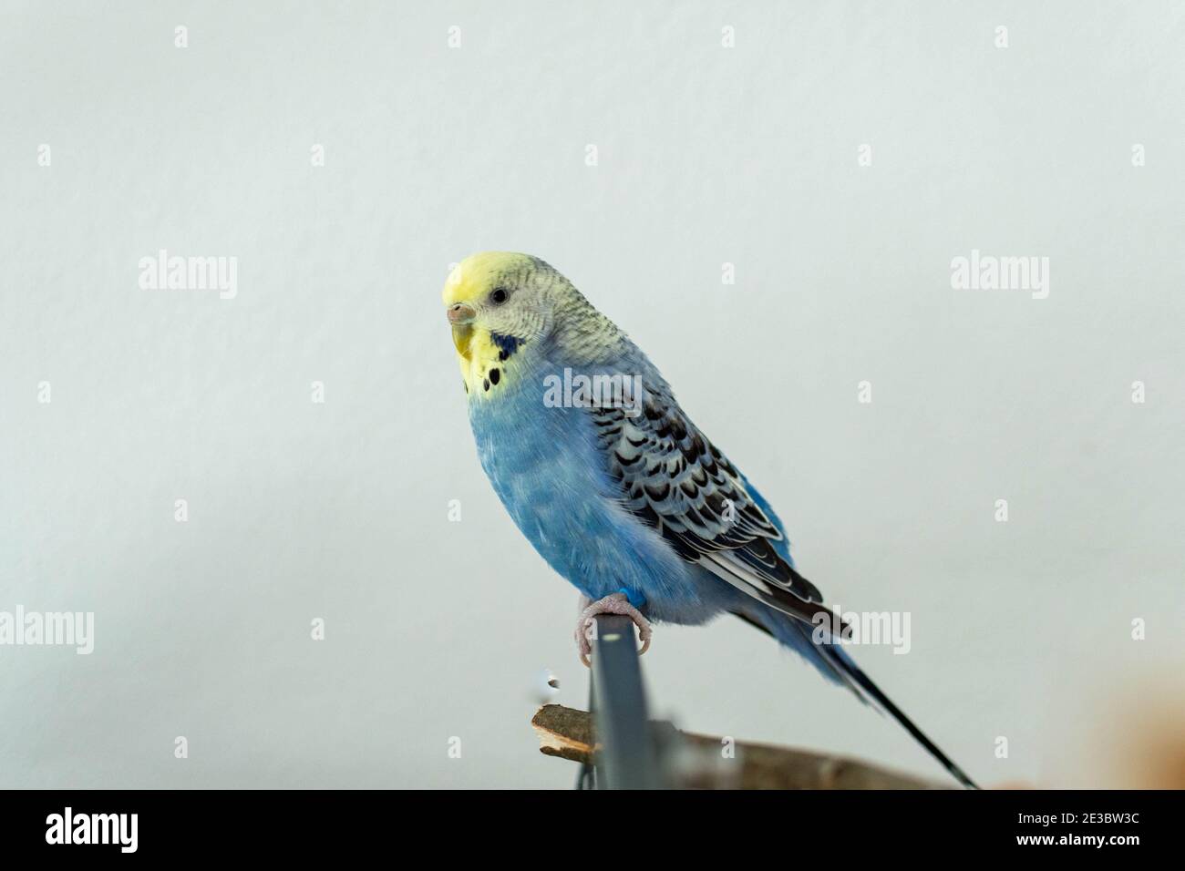 Coppia di amici in blu sulla gabbia Foto Stock