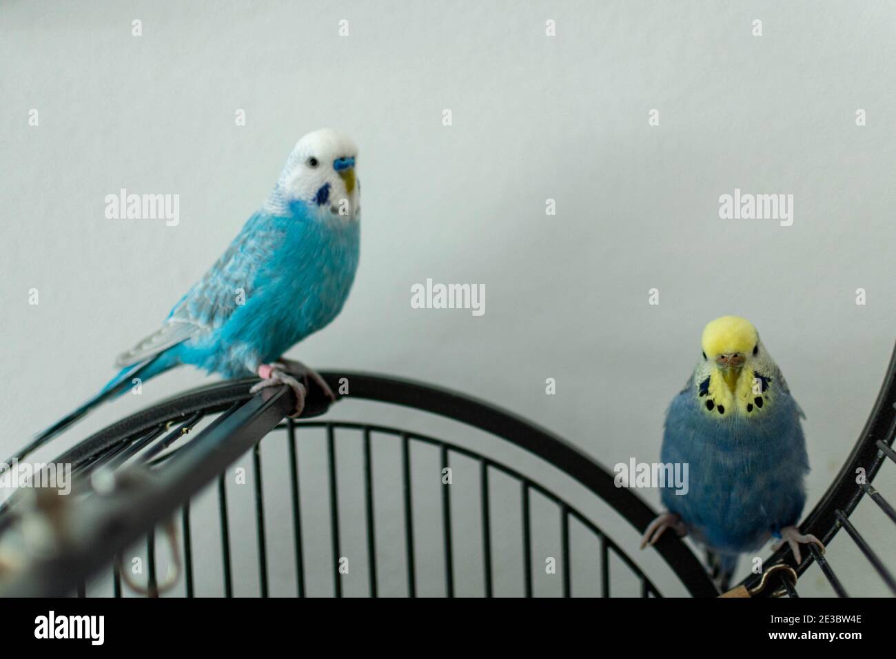 Coppia di amici in blu sulla gabbia Foto Stock
