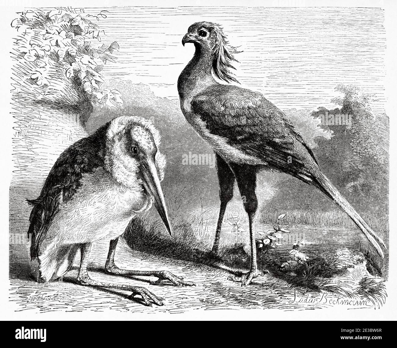 Marabou (Leptoptilos crumeniferus). Il secretybird (Sagittario serpentario). Illustrazione incisa del 19 ° secolo, El Mundo Ilustrado 1880 Foto Stock