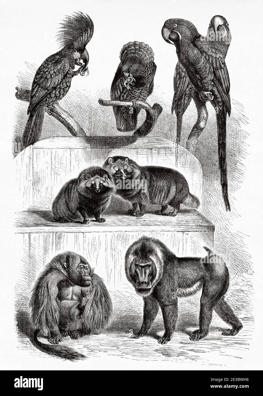 Cockatoo di palma, Proboscariger aterrimus. Pappagallo rosso-fan, Deroptyus accipitrinus. Giacinto Macaw, Anodorhynchus hyacinthinus. Raccoon cane, Nyctereutes procionoides. Gelada Baboon, Theropithecus gelada. Mandrillo, spinello Mandrill. Illustrazione incisa del 19 ° secolo, El Mundo Ilustrado 1880 Foto Stock