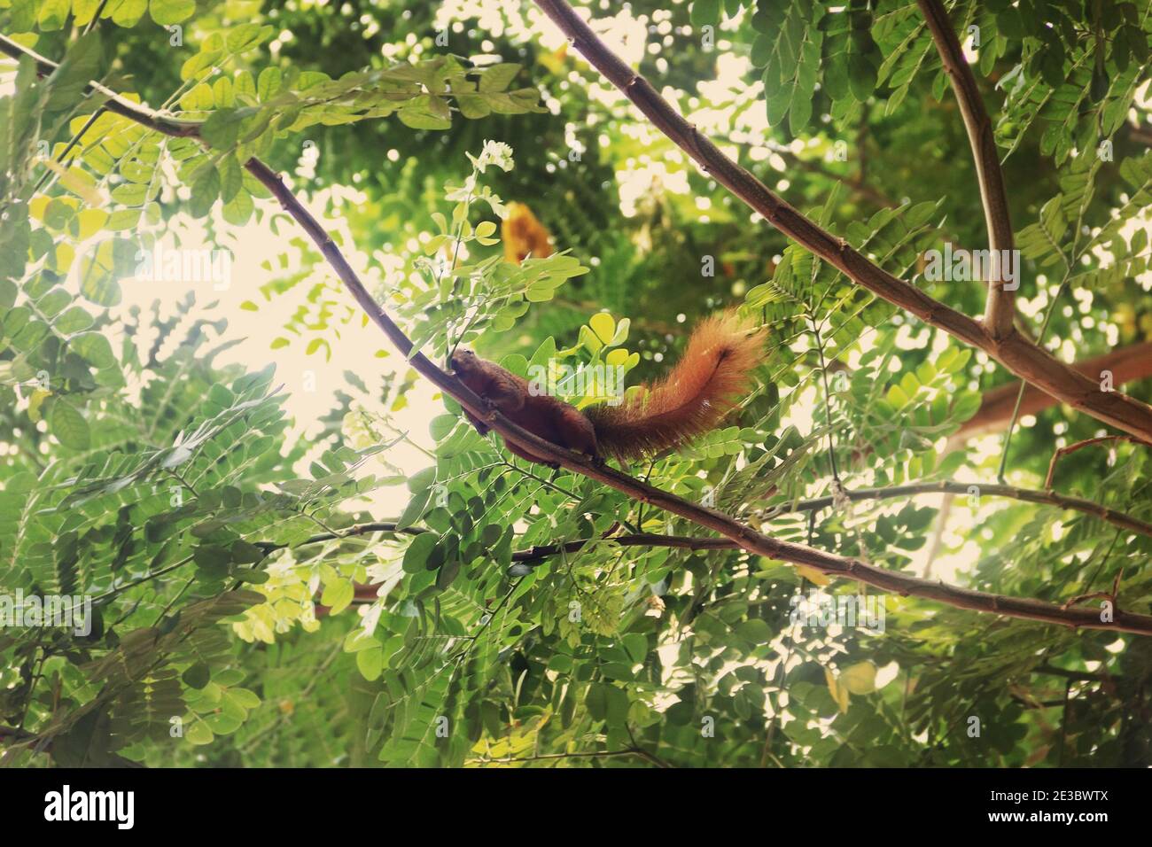 Lo scoiattolo di Finlayson (Callosciurus finlaysonii) tiene il frutto in bocca. Si tratta di un animale abitante a baldacchino molto mutevole nel suo colore, col invernale Foto Stock