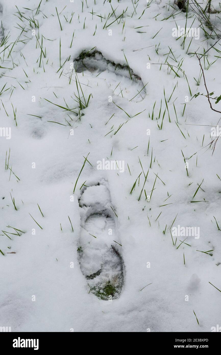 Impronte nella neve, Giardino dopo la nevicata, Lione, Francia Foto Stock