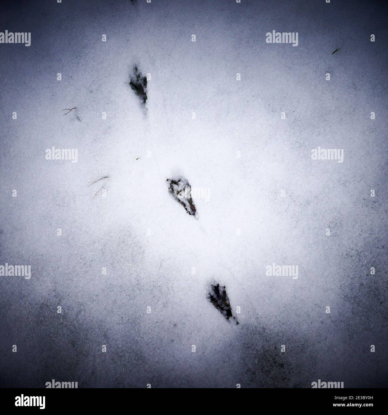 Uccelli impronte, Giardino dopo la nevicata, Lione, Francia Foto Stock