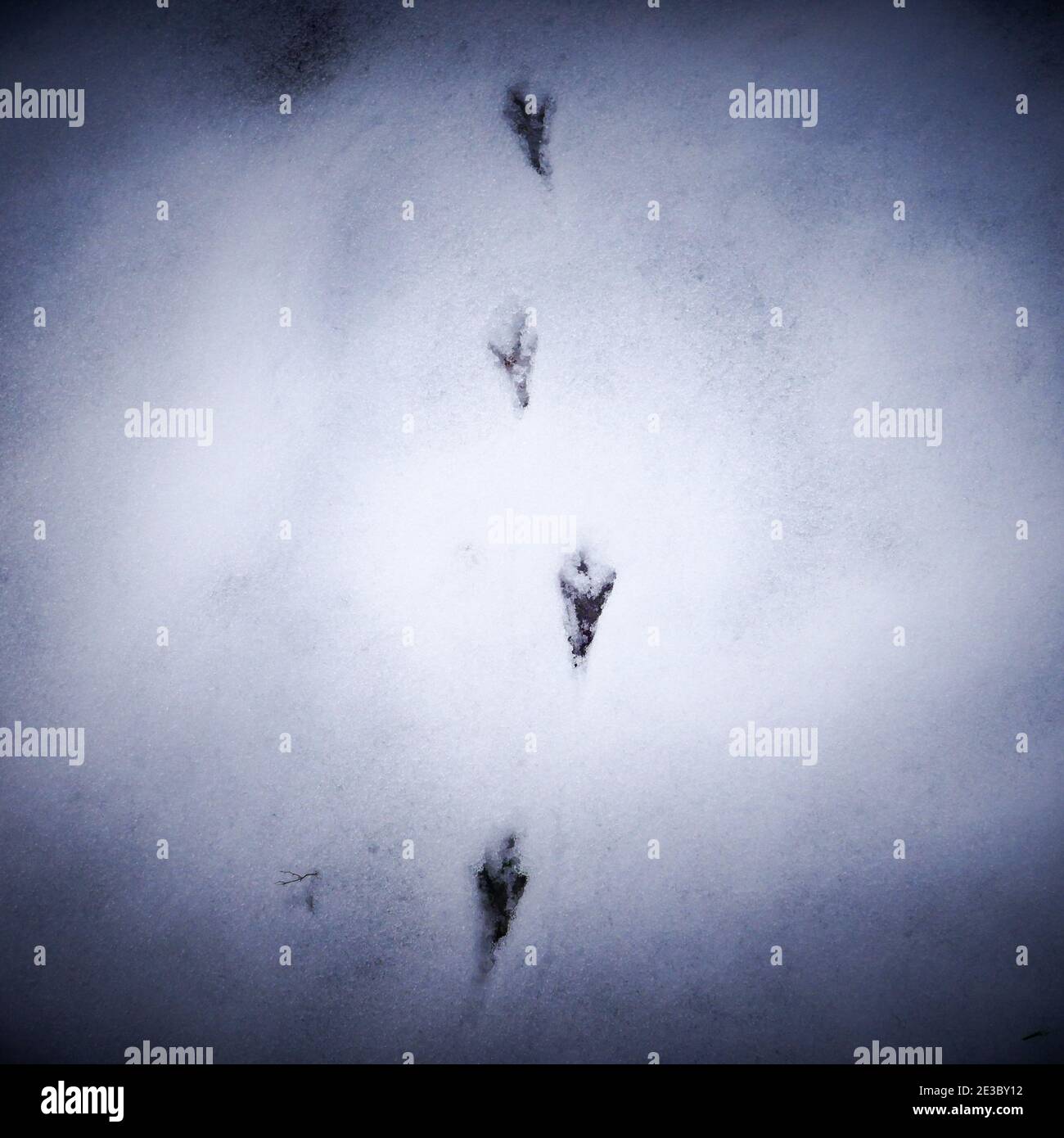 Uccelli impronte, Giardino dopo la nevicata, Lione, Francia Foto Stock