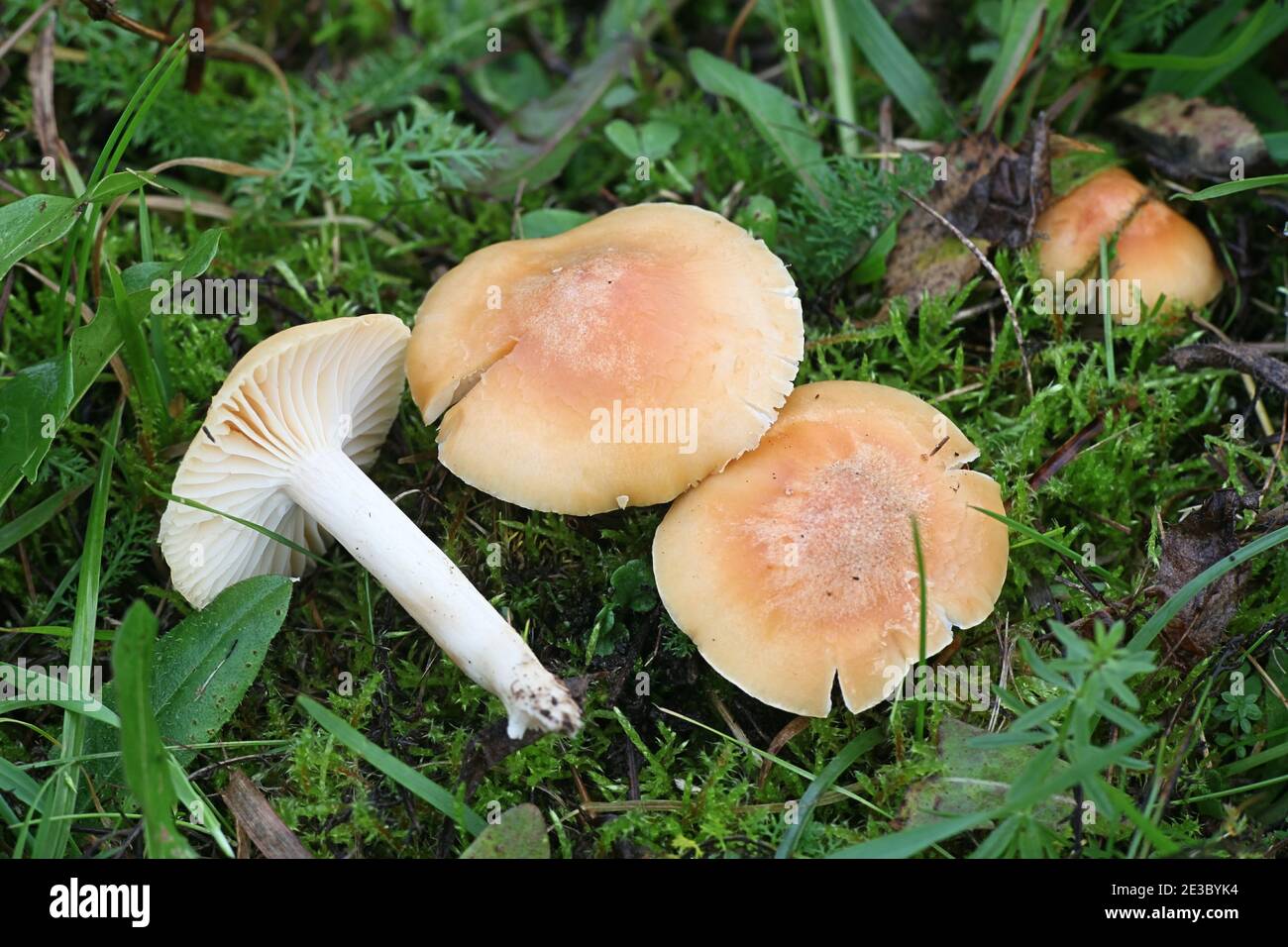 Cuphophyllus pratensis, noto come prato waxcap, prato tappo ceroso, salmone tappo ceroso o burro meadowcap di funghi selvatici dalla Finlandia Foto Stock