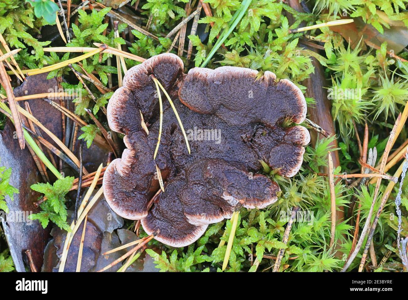 Hydnellum ferrugineum, conosciuto come il dente di mealy o il fungo rosso-marrone della spina dorsale, fungo selvaggio dalla Finlandia Foto Stock