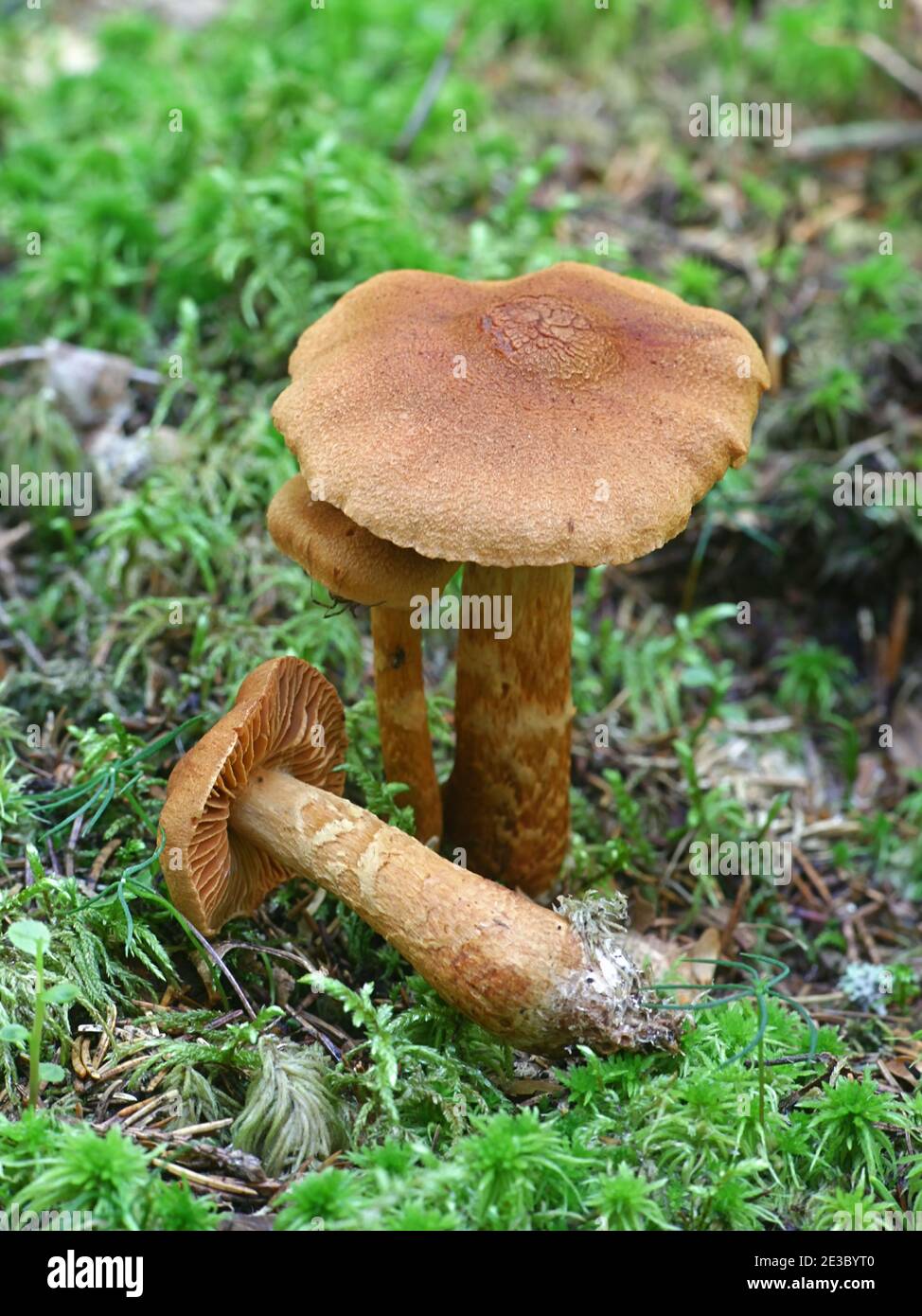 Cortinarius rubellus, conosciuto come il cappuccio mortale della tela, fungo velenoso selvaggio dalla Finlandia Foto Stock