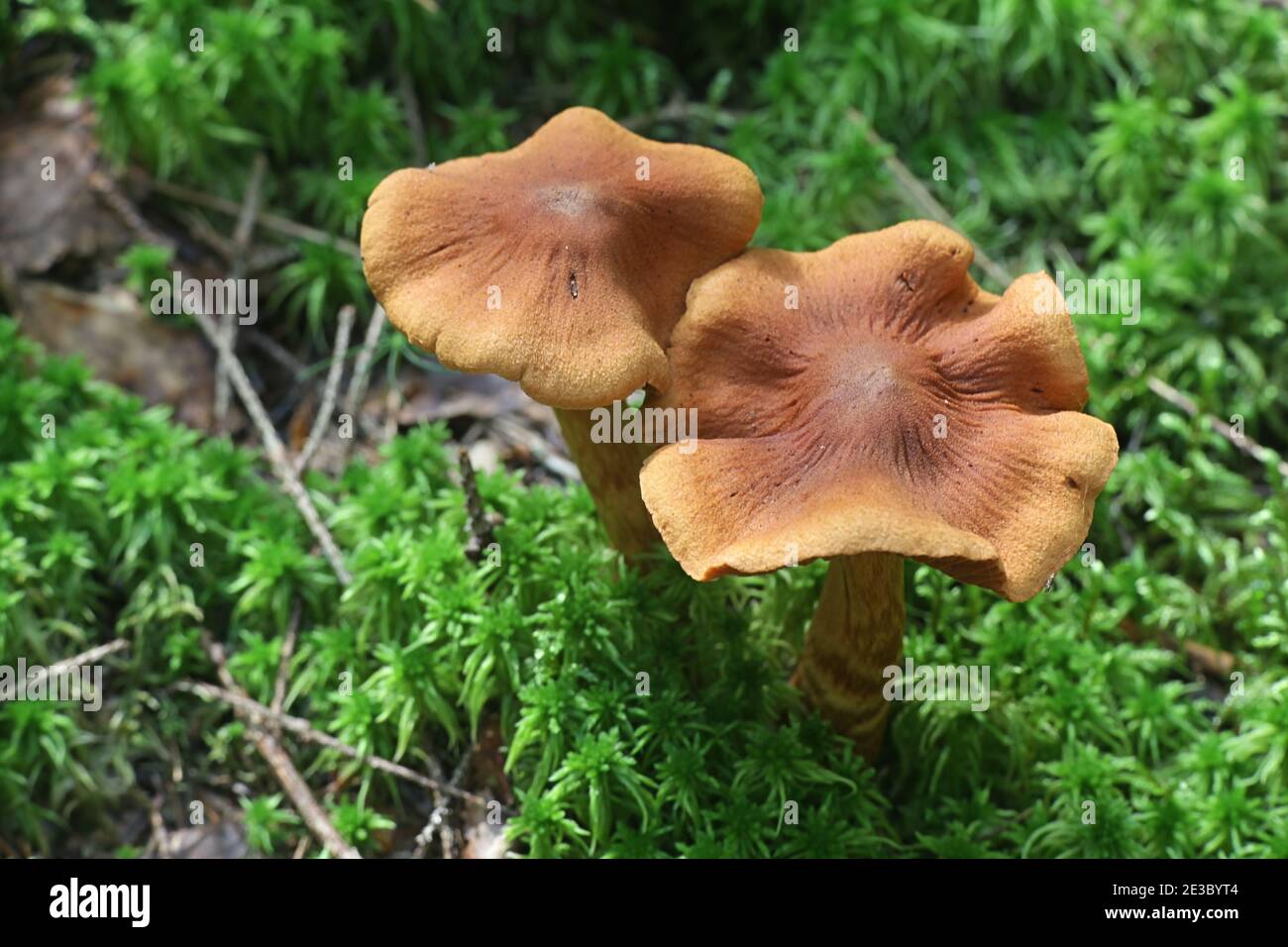 Cortinarius rubellus, conosciuto come il cappuccio mortale della tela, fungo velenoso selvaggio dalla Finlandia Foto Stock