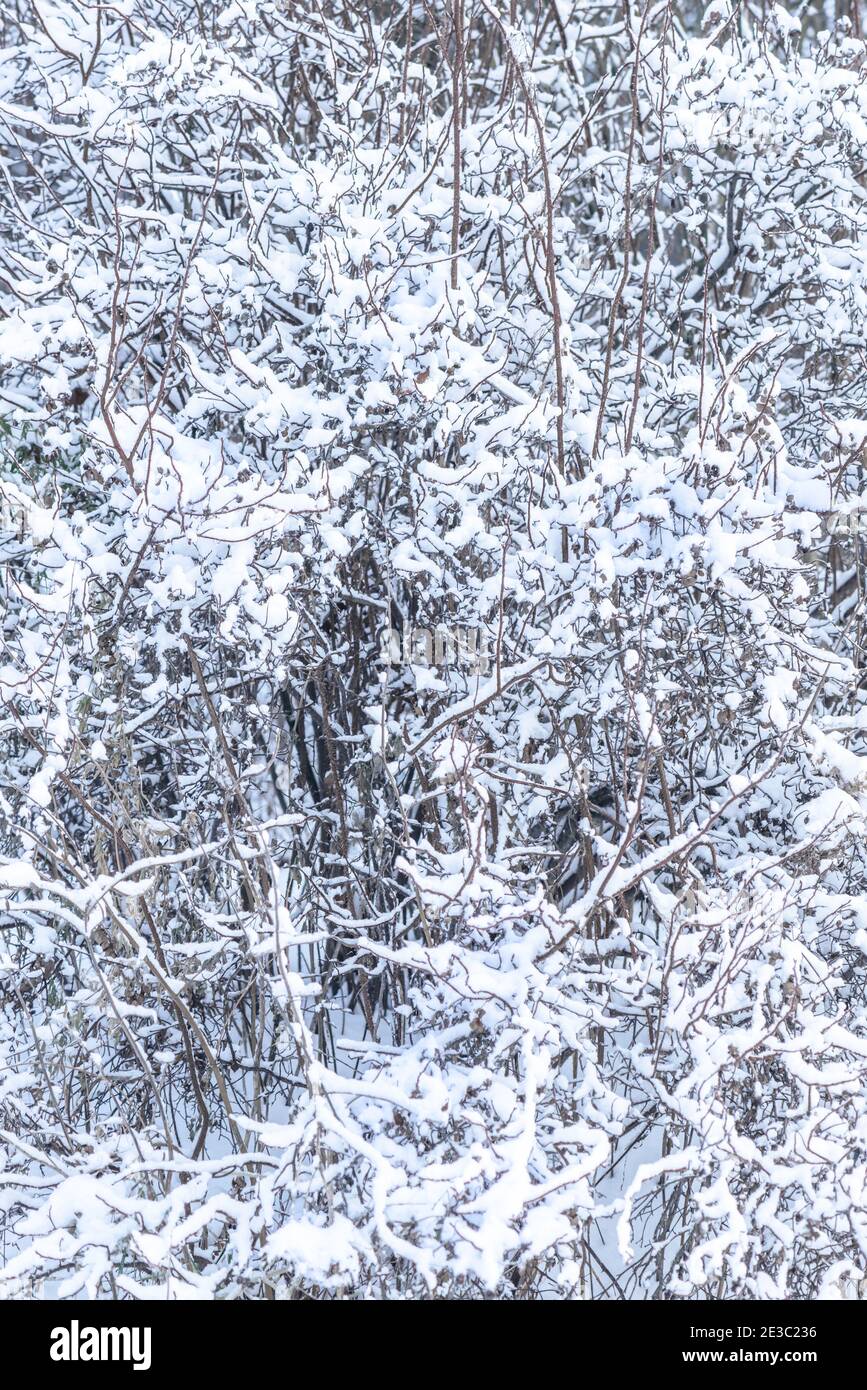 Un cespuglio si dirama coperto di neve Foto Stock