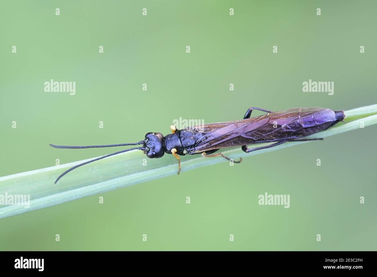 Reed STEM Borer, Calameuta filiformis, sega a mosca dalla Finlandia Foto Stock