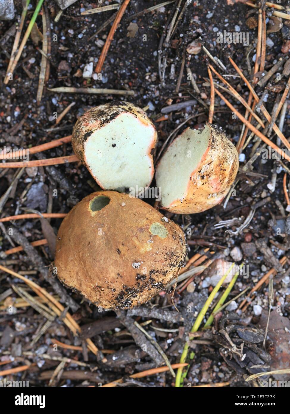 Rhizopogon roseolus, conosciuto come arrossamento del tartufo falso, fungo selvatico dalla Finlandia Foto Stock