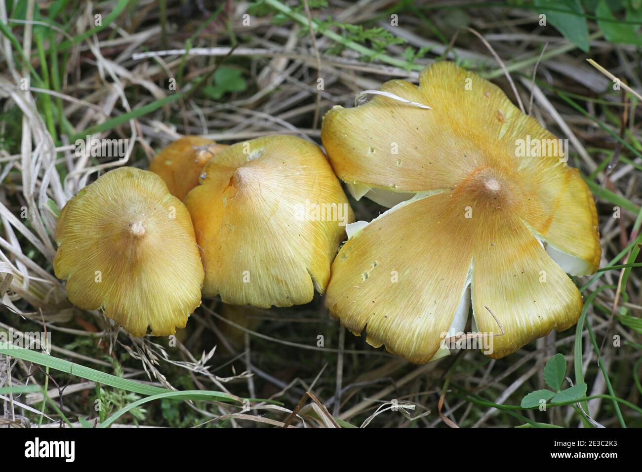 Hygrocybe citrinovirens, conosciuto come la cera citrina, ha messo in pericolo le specie di funghi provenienti dalla Finlandia Foto Stock