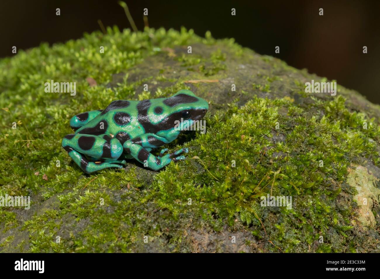 Rana di veleno verde e nero (Dendrobates auratus), o rana verde e nera con freccia di veleno, su una roccia ricoperta di muschio Foto Stock