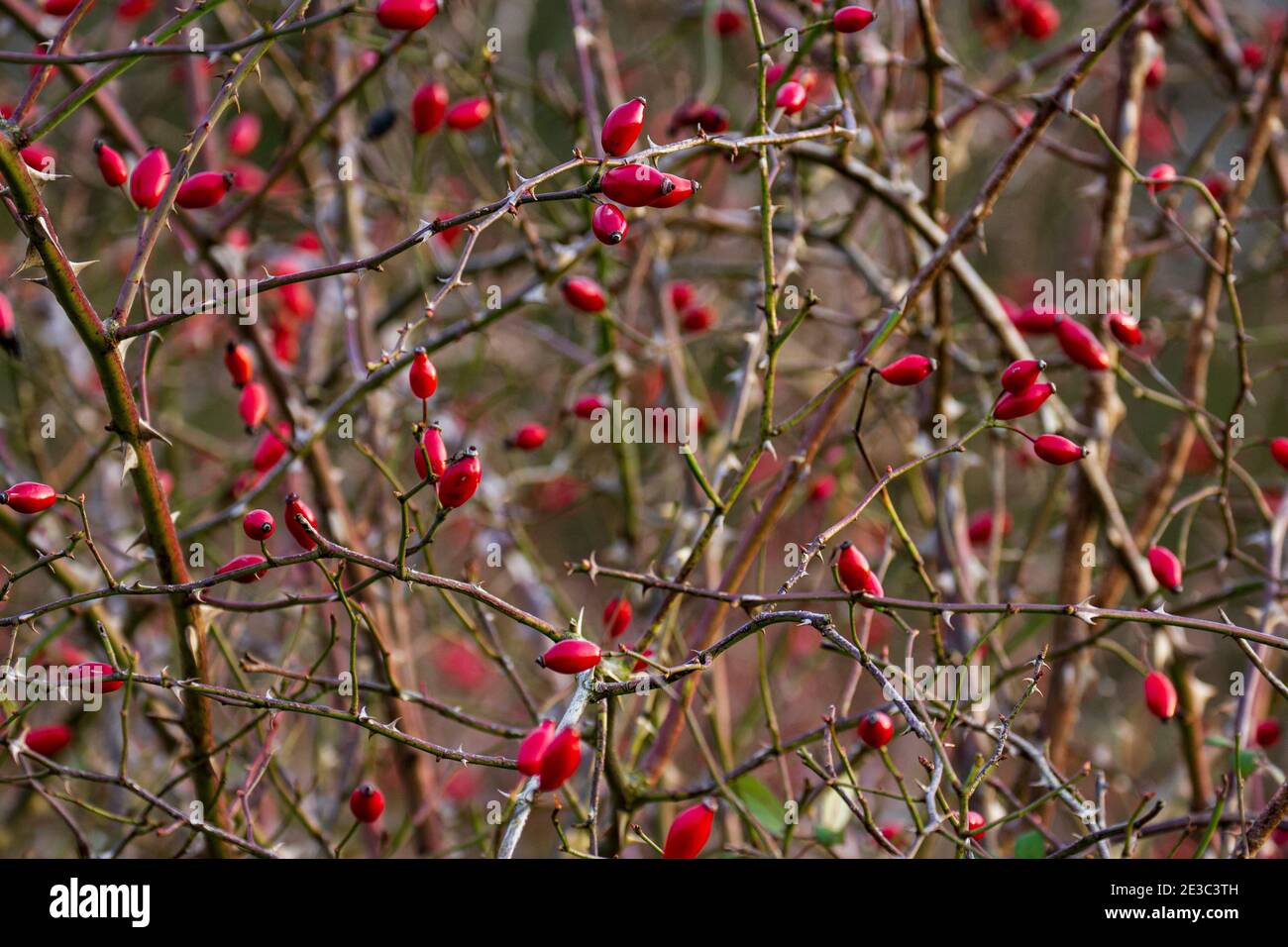 rosehip invernali Foto Stock