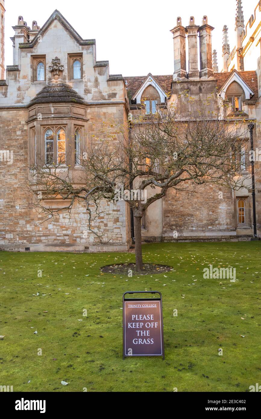 Apple Tree fuori dalle vecchie stanze di Newton al Trinity College Cambridge con si prega di tenere di erba segno Foto Stock