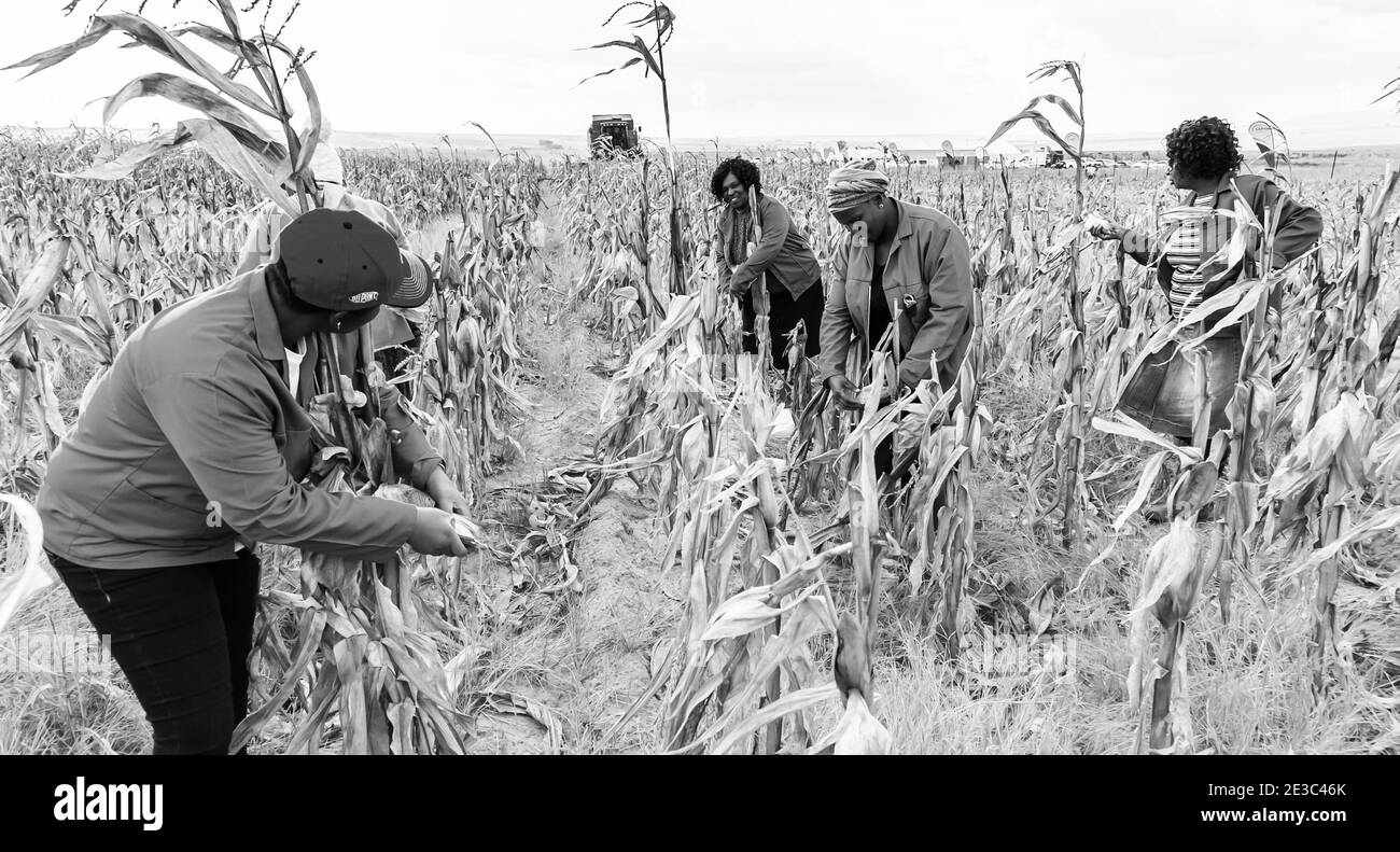 WITB, SUDAFRICA - 05 gennaio 2021: Witbank, Sudafrica - 26 2016 maggio: Agricoltura di mais commerciale in Africa Foto Stock