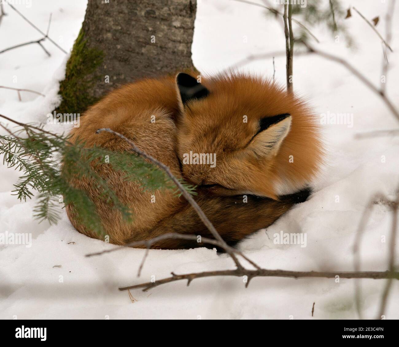 Volpe rossa primo piano profilo vista dormire sulla neve nella stagione invernale nel suo ambiente e habitat con fondo nevoso con coda di volpe. FOX. Foto Stock