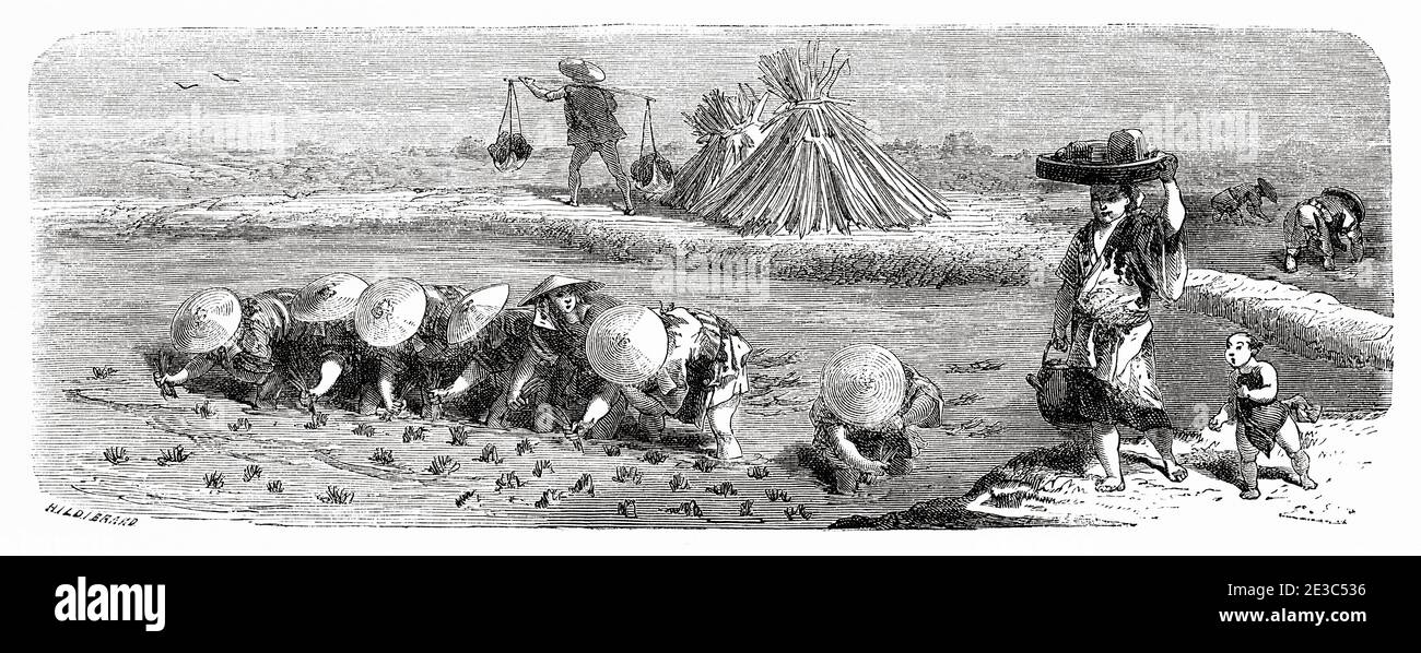 Piantando, coltivazione del riso, Giappone. Vecchio 19 ° secolo inciso illustrazione viaggio in Giappone di Aime Humbert da El Mundo en la mano 1879 Foto Stock