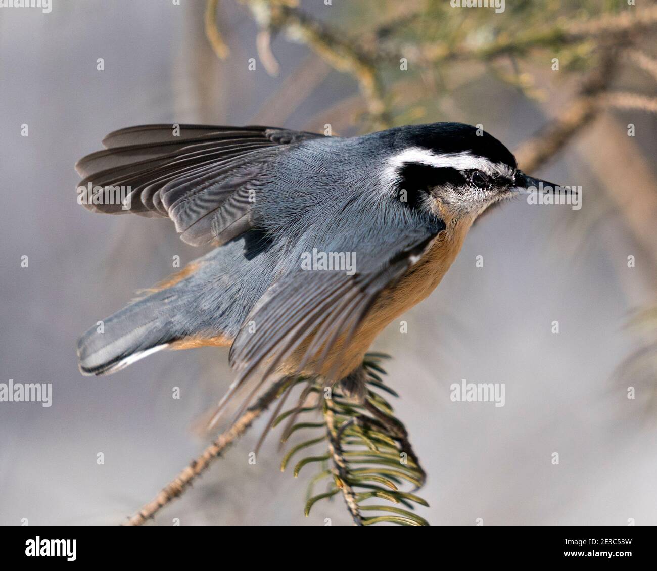 Nuthatch primo piano vista profilo appollaiato su un ramo di albero nel suo ambiente e habitat con uno sfondo sfocato, con ali sparse e coda di uccelli. Foto Stock