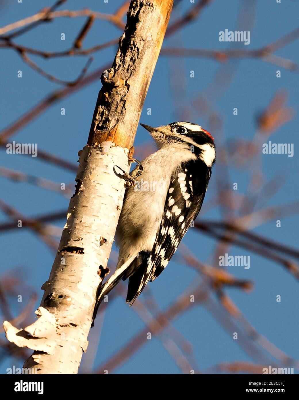 Woodpecker appollaiato con piumaggio di piume di colore bianco e nero, nel suo ambiente e habitat nella foresta con uno sfondo sfocato. Immagine. Foto Stock