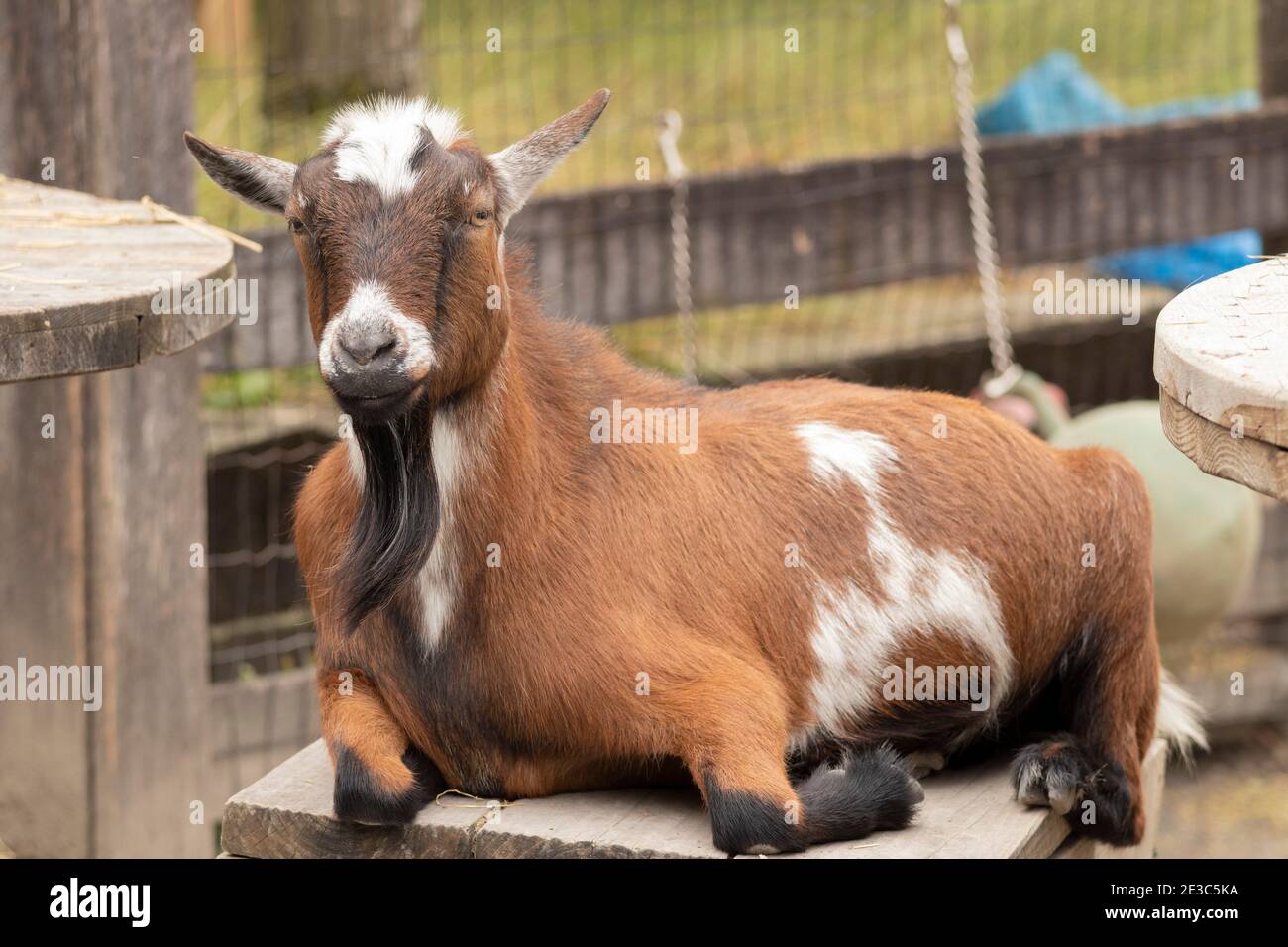 capra che si rilassa al sole Foto Stock