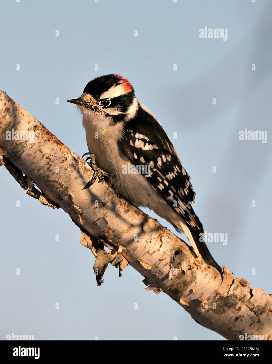 Woodpecker appollaiato con piumaggio di piume di colore bianco e nero, nel suo ambiente e habitat nella foresta con uno sfondo sfocato. Immagine. Foto Stock