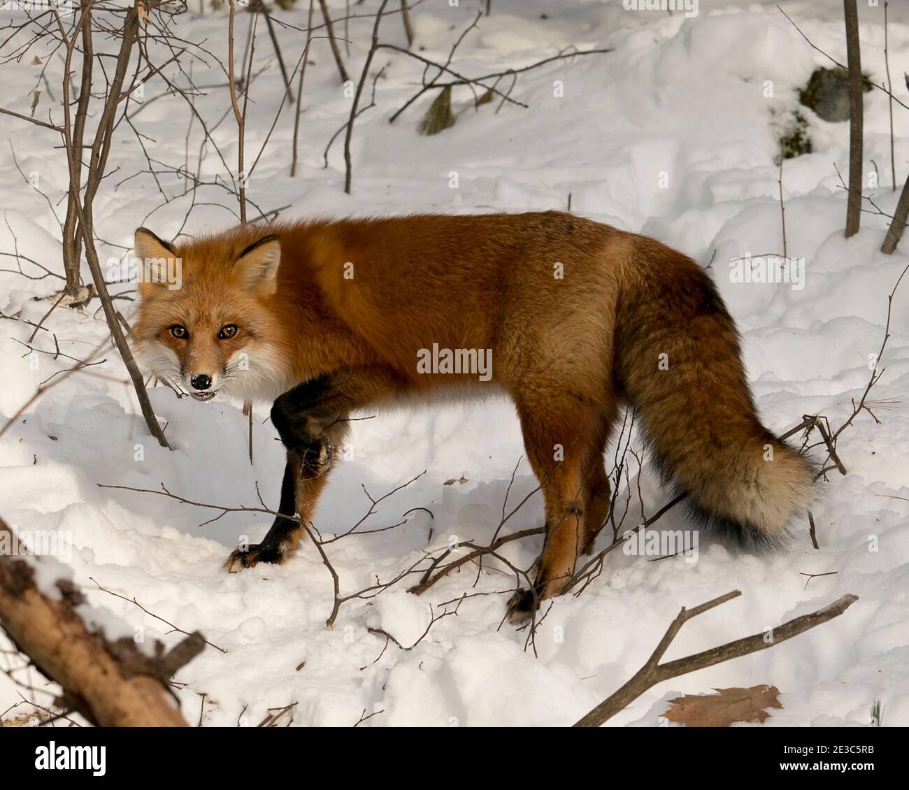 Volpe rossa guardando la macchina fotografica nella stagione invernale nel suo habitat con neve e rami sfondo mostra folgorosa coda di volpe, pelliccia. Immagine FOX. Immagine. Foto Stock