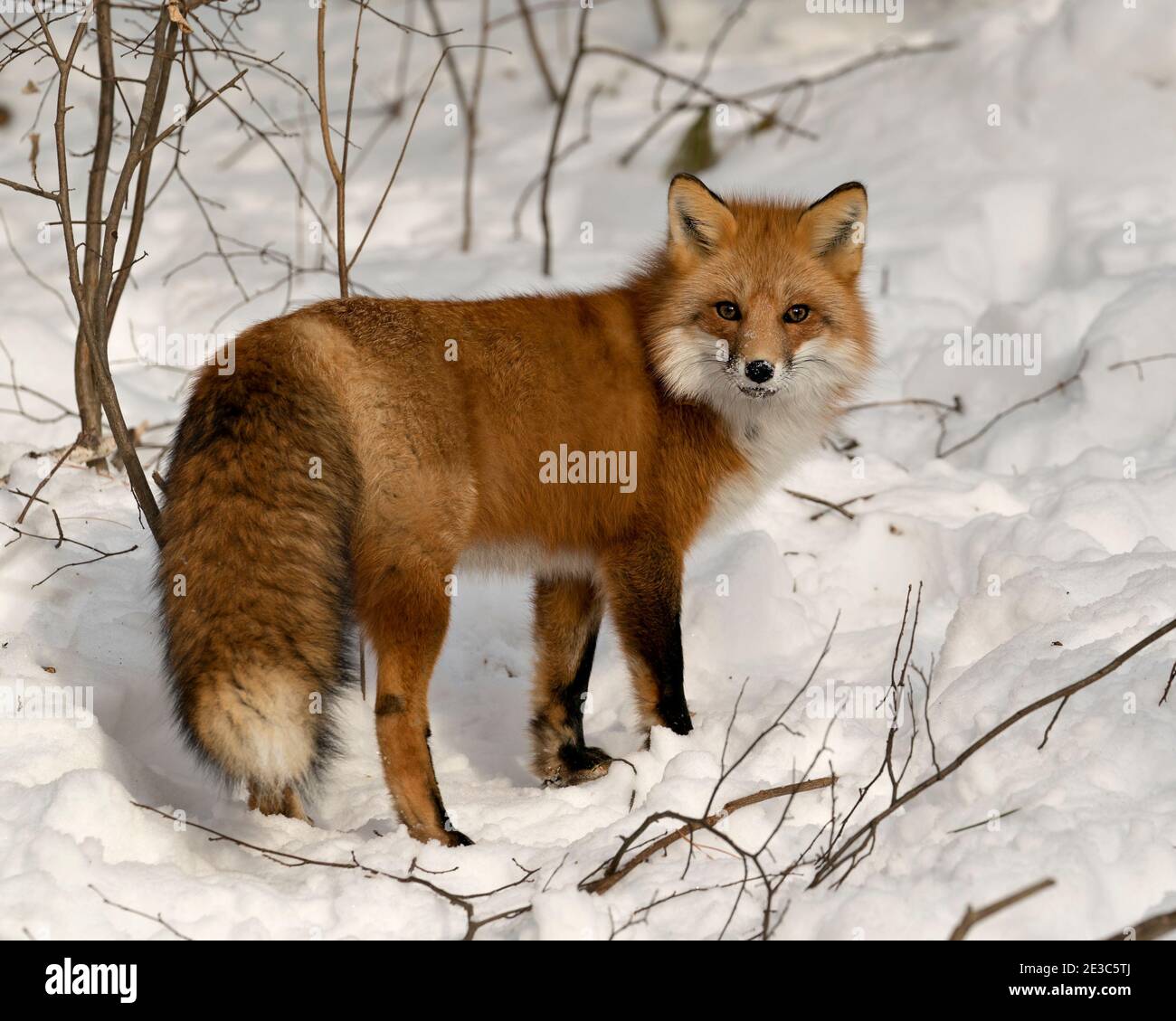 Volpe rossa guardando la macchina fotografica nella stagione invernale nel suo habitat con neve e rami sfondo mostra folgorosa coda di volpe, pelliccia. Immagine FOX. Immagine. Foto Stock