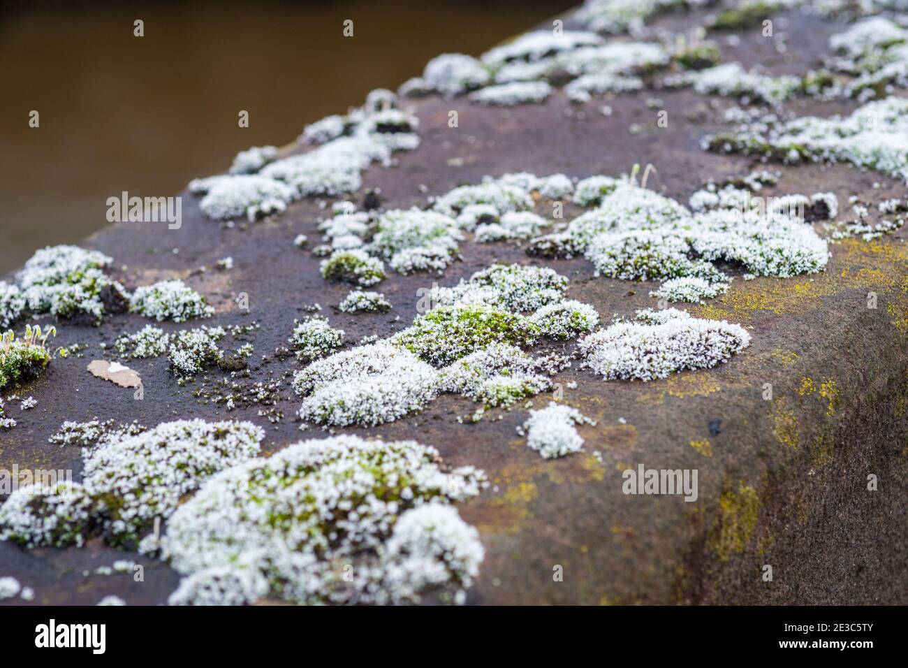 Muschio verde o lichene su un muro di pietra all'aperto coperto da una formazione di gelo come la temperatura cade, Inghilterra, Regno Unito Foto Stock