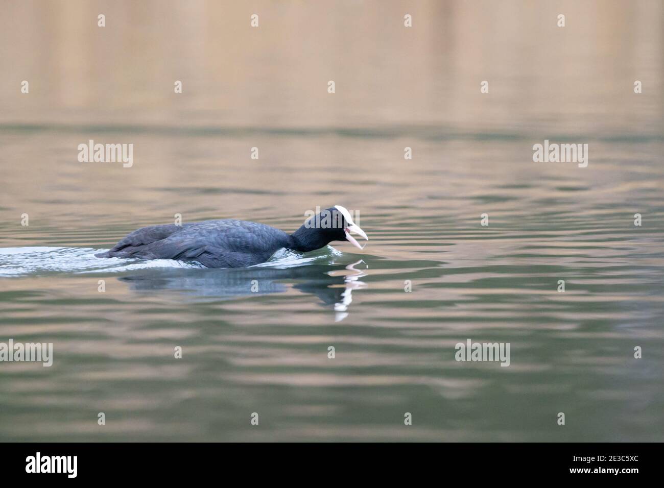 Comune o eurasiatico Coot sull'acqua, chiamando e nuotando al lato, Inghilterra, Regno Unito Foto Stock
