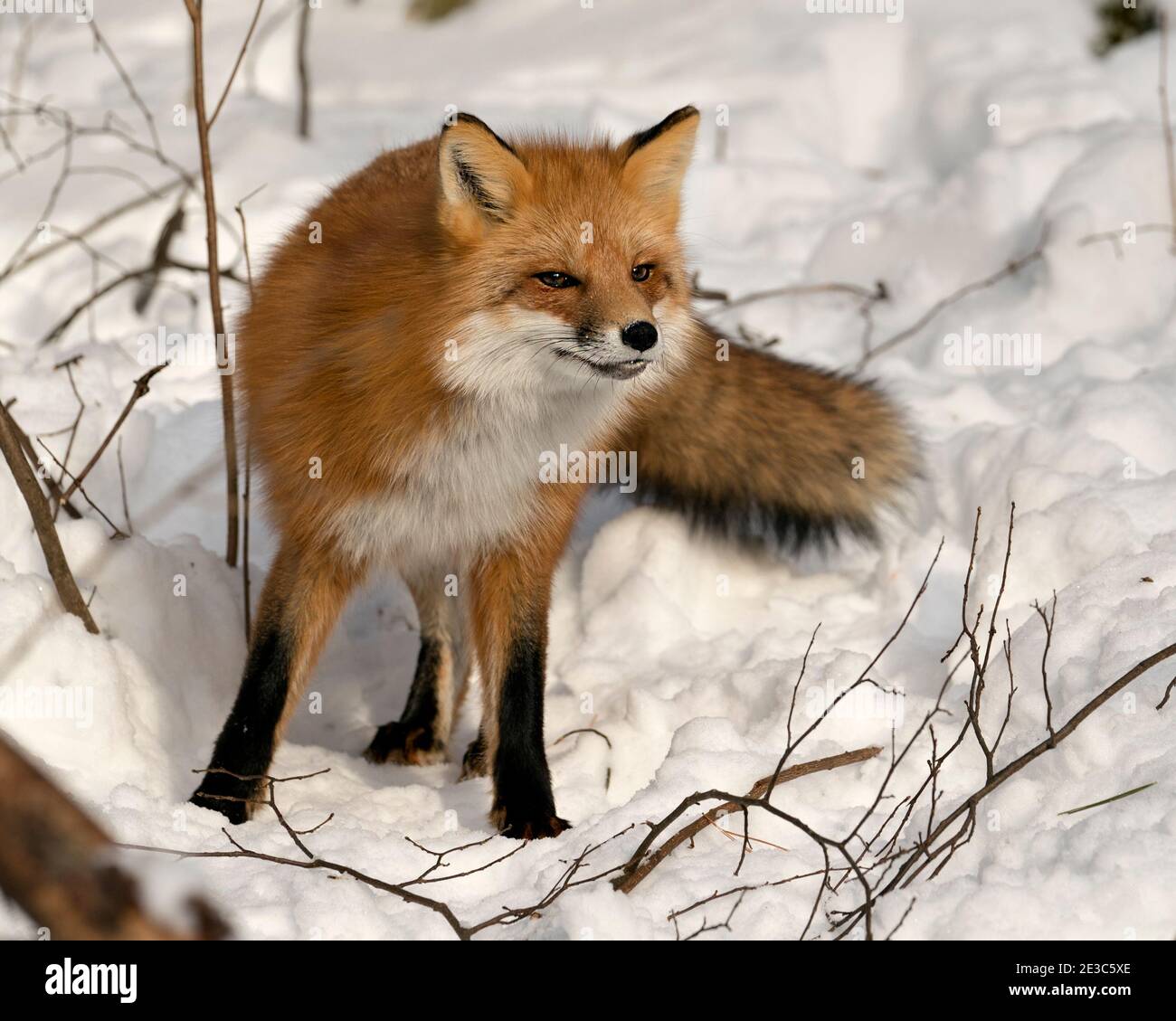 Volpe rossa guardando la macchina fotografica nella stagione invernale nel suo ambiente con neve e rami sfondo mostra la coda di volpe, pelliccia. Immagine FOX. Foto Stock