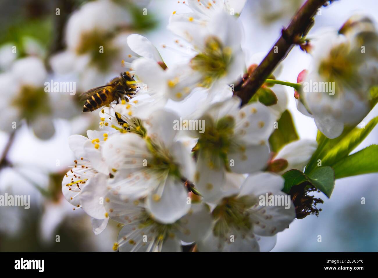Foto di una ape che succhia nettare di albicocca che fiorisce in primavera Foto Stock