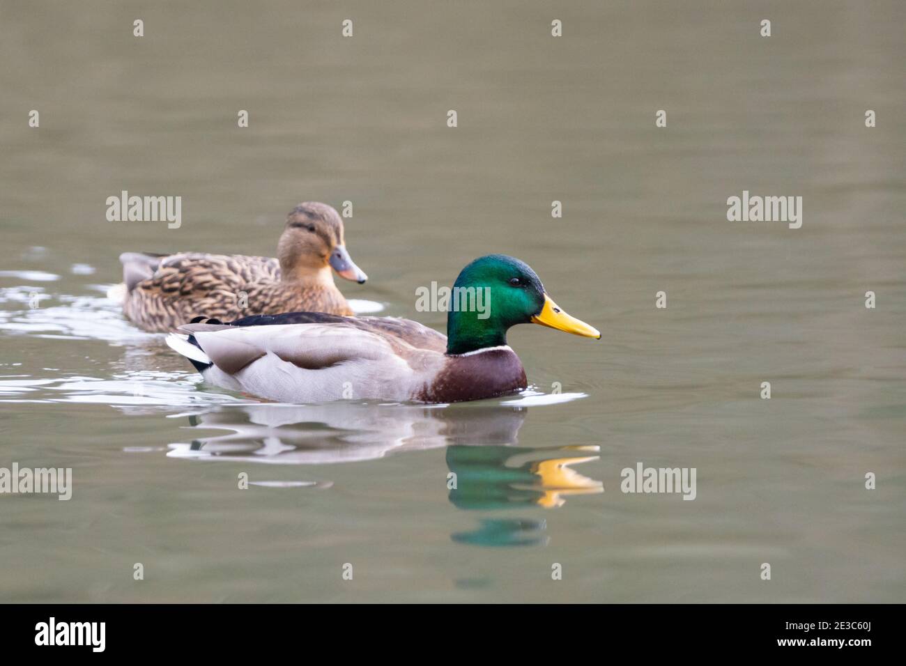 Coppia di anatre mallard, nuoto maschile e femminile in acqua. Il maschio è in piumaggio di allevamento con colore forte e caratteristica testa verde. REGNO UNITO Foto Stock