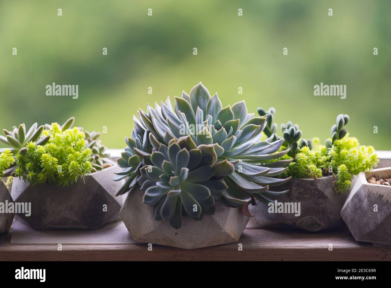 Piante seducenti piantate lungo i balconi del corridoio. Singapore. Foto Stock