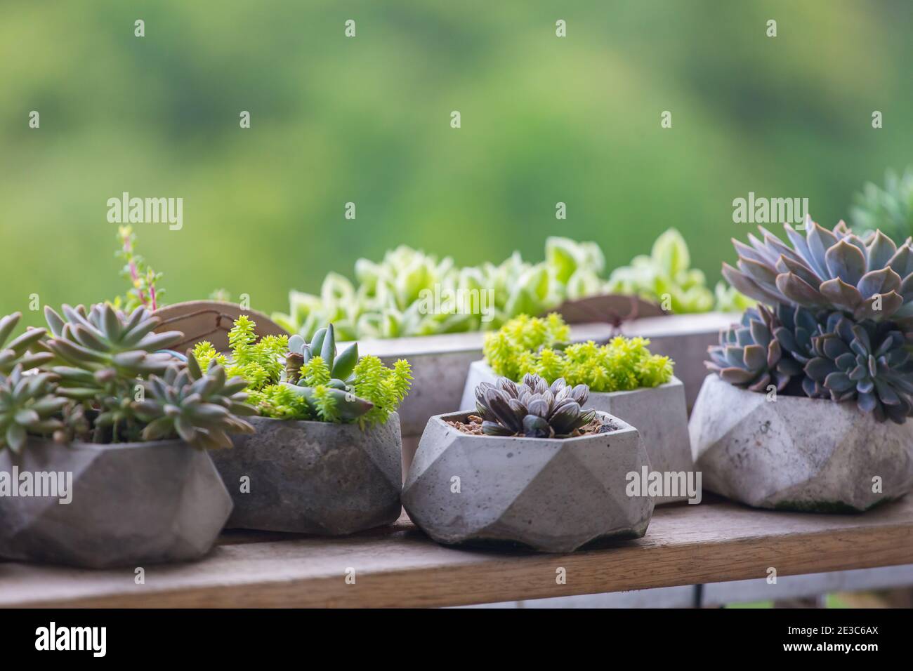 Piante succulente piantate lungo i balconi del corridoio a scopo decorativo. Singapore. Foto Stock