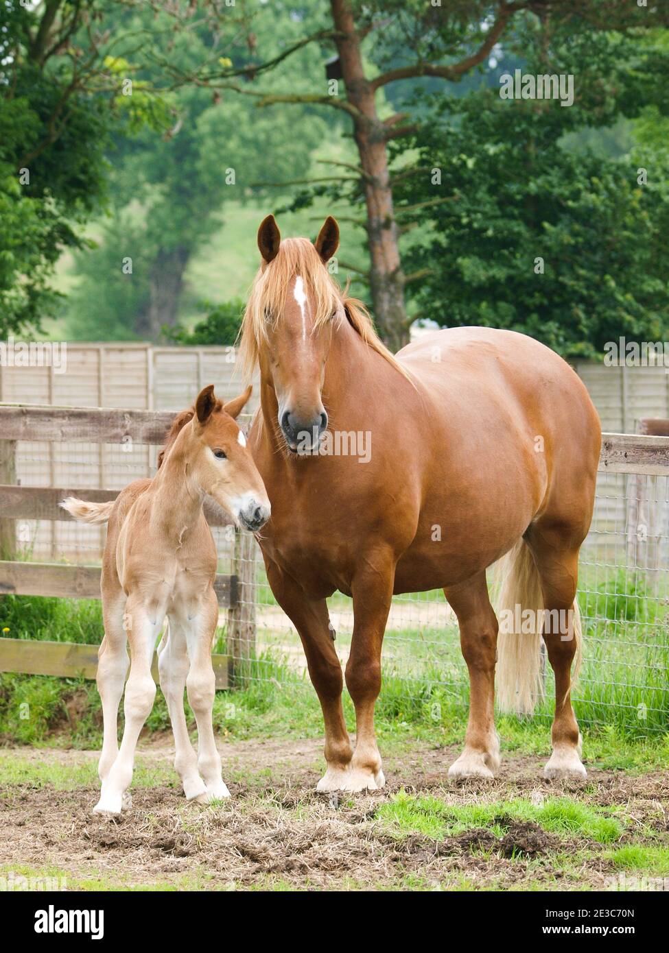 Una rara razza Suffolk Punch mare si trova in un paddock con il suo giovane nemico Foto Stock