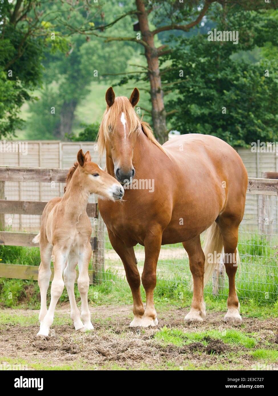 Una rara razza Suffolk Punch mare si trova in un paddock con il suo giovane nemico Foto Stock