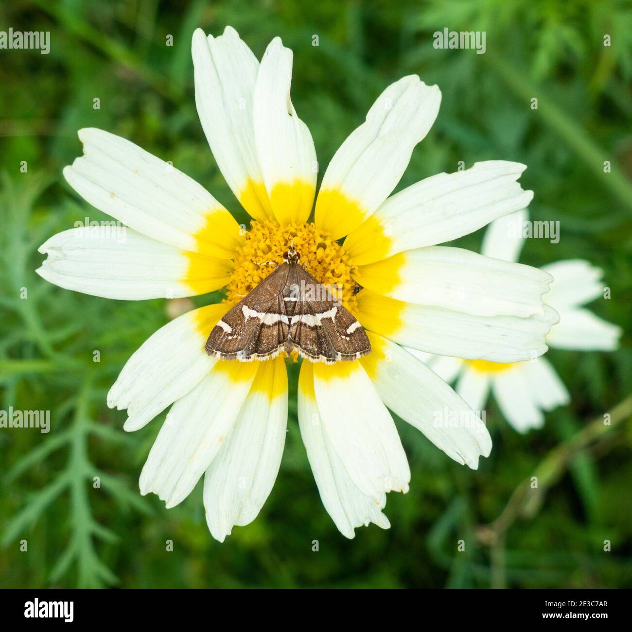 Moth su Glebionis coronaria fiore che cresce selvaggio su Gran Canaria, Isole Canarie, Spagna. Foto Stock