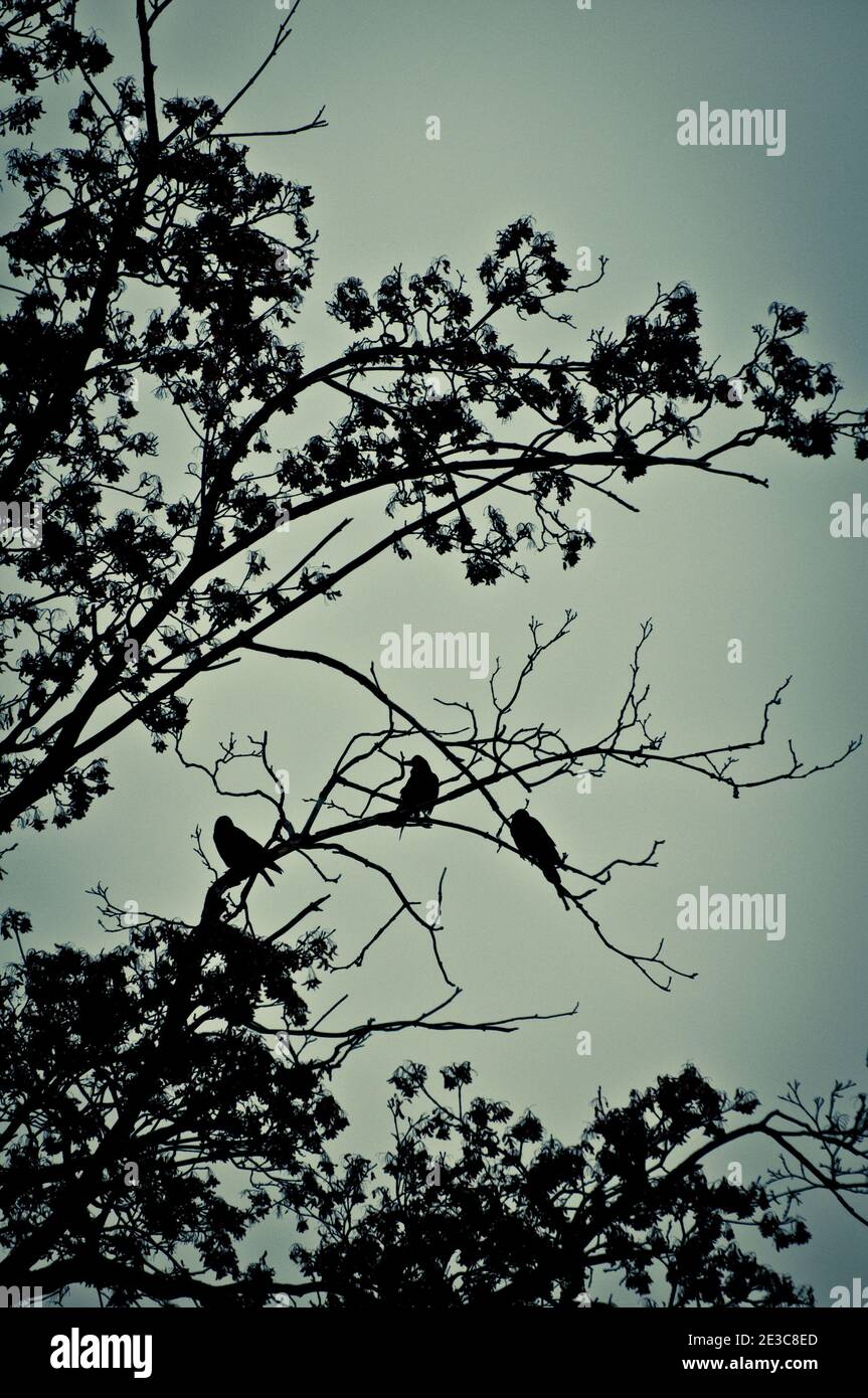 tre corvi su un albero Foto Stock