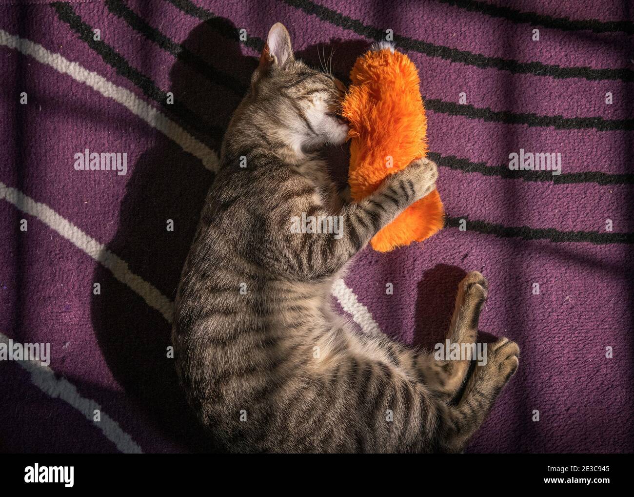 Un gattino di Tabby (Felis catus) si trova sul pavimento e gioca con un giocattolo arancione di kicker gatto. Foto Stock