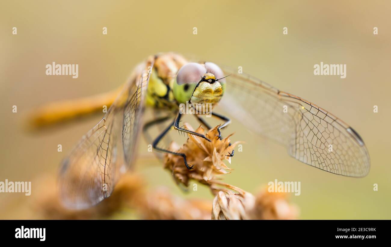 Dragonfly Insect su Plant Macro Portrait Foto Stock