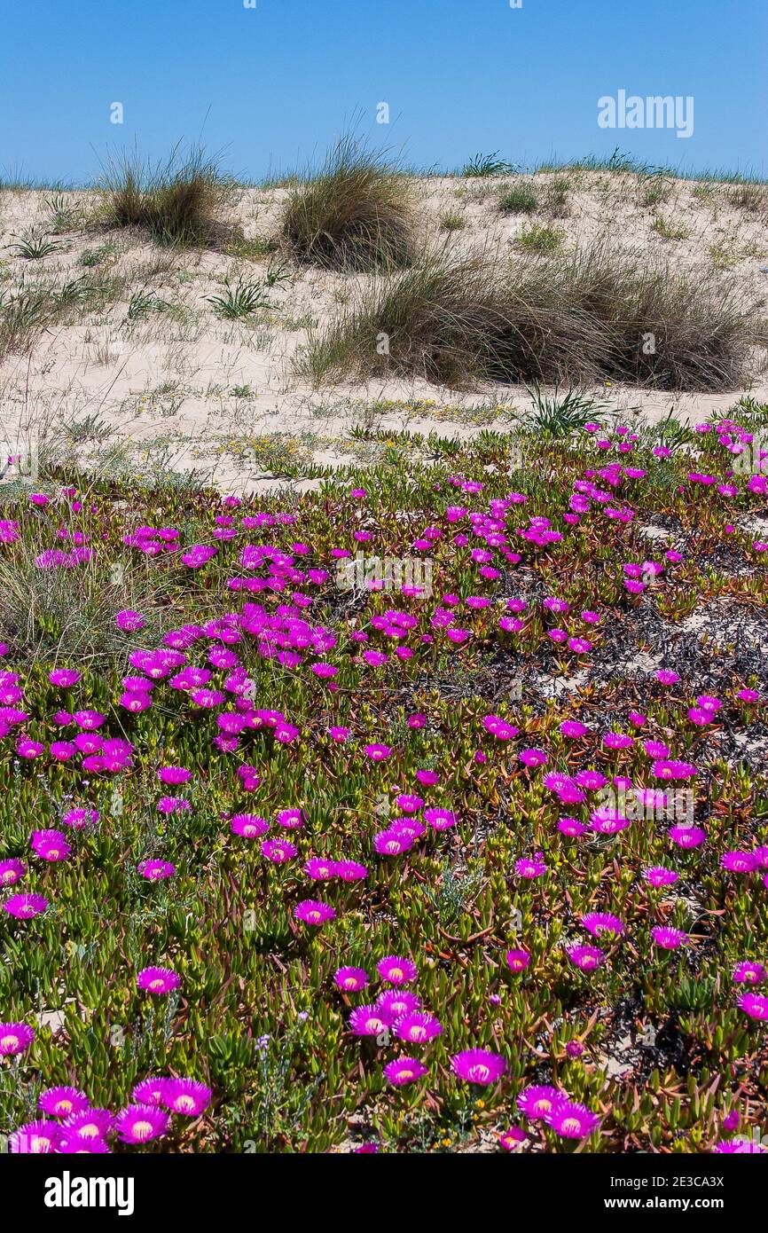 Tappeto di fiori rosa Carpobrotus Glaucescens sulle dune di sabbia Della costa Valencia Spagna Foto Stock