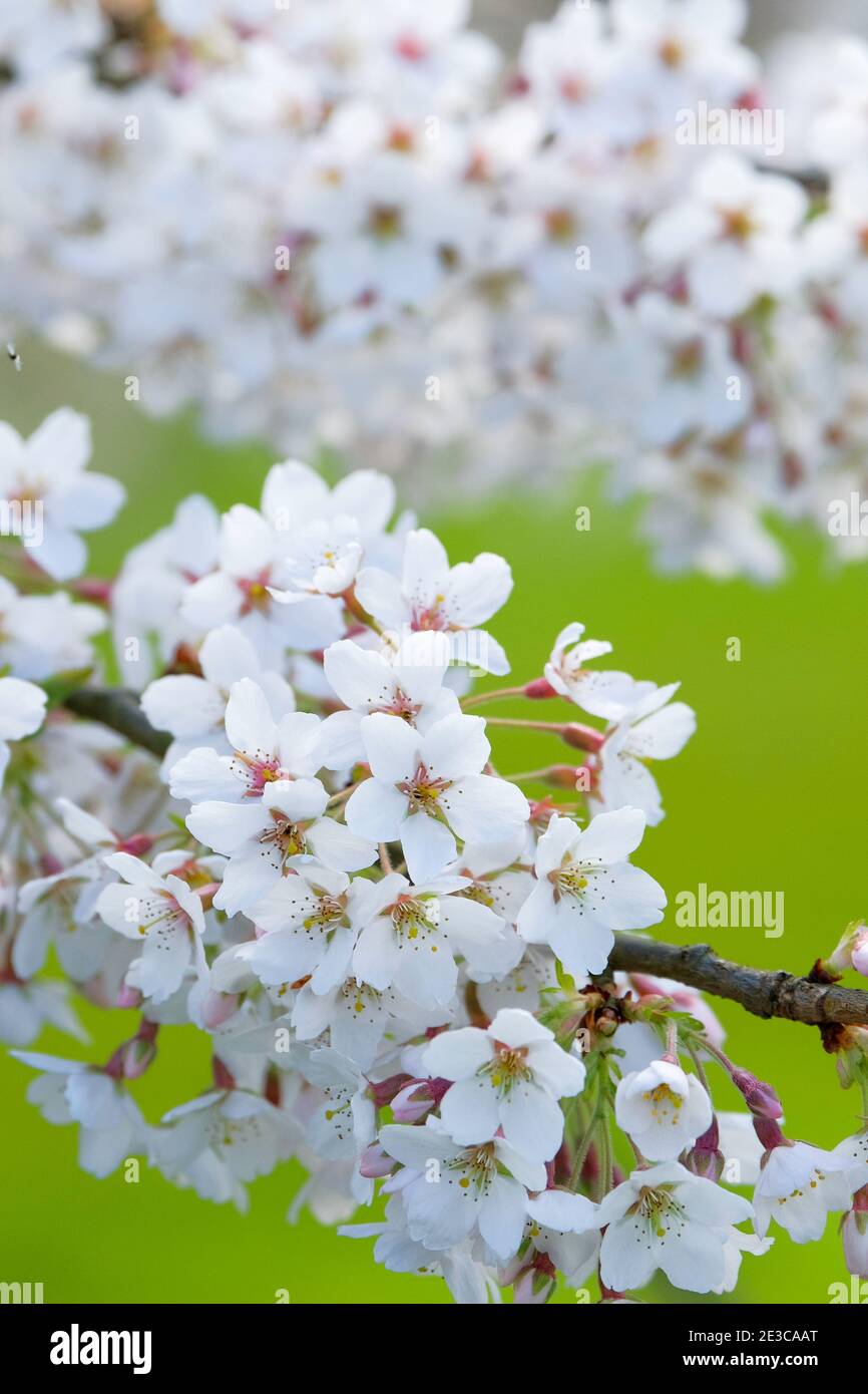 Prunus x Yedoensis 'Tsubame'. Ciliegia Yoshino. Albero di ciliegio giapponese. Fioritura con sfondo verde fuori fuoco Foto Stock