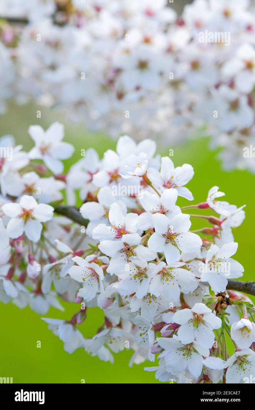 Prunus x Yedoensis 'Tsubame'. Ciliegia Yoshino. Albero di ciliegio giapponese. Fioritura con sfondo verde fuori fuoco Foto Stock