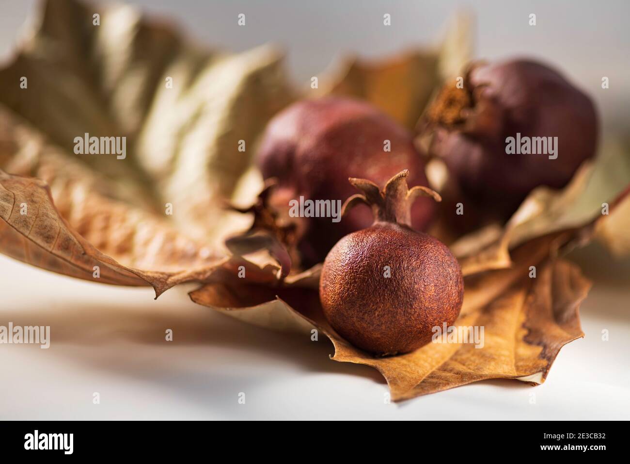 Vita morta con foglie secche di sicomoro autunnali e melograni asciutti in closeup di luce solare su uno sfondo sfocato. DOF Foto Stock