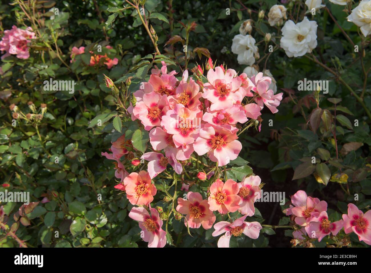 Estate fioritura arbusto rosa Rose 'solo per i tuoi occhi' (Rosa 'Cheweyesup') Crescere in un confine erbaceo in un Country Cottage Garden Nel Devon Rurale Foto Stock