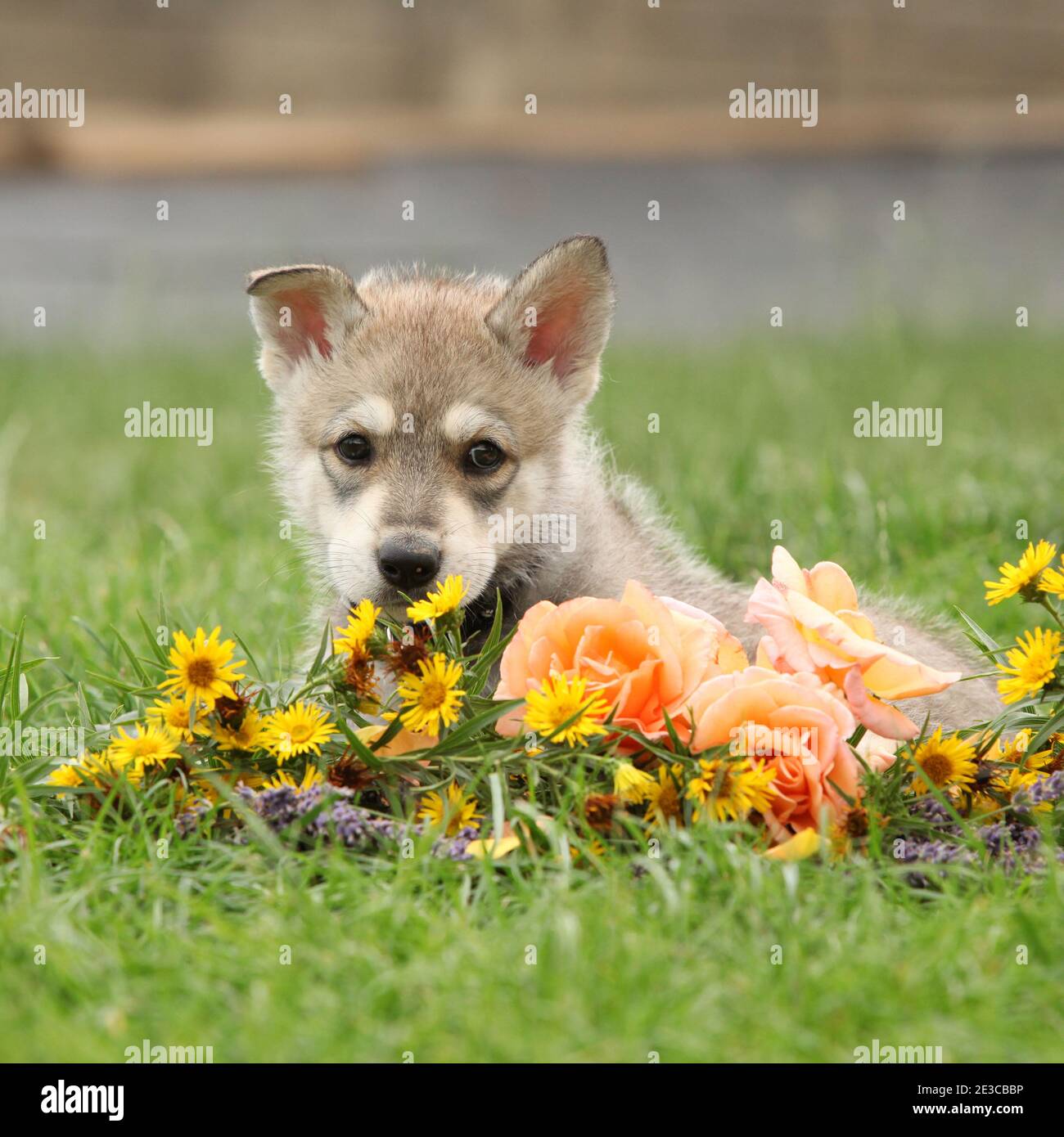 Ritratto di Saarloos Wolfhound cucciolo con fiore Foto Stock